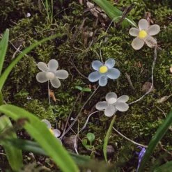 Guirlande Lumineuse Micro LED à 20 Fleurs 17 Guirlande Lumineuse Micro LED à 20 Fleurs -Éclairage Domestique C20 FLOWER2 guirlande lumineuse micro led a 20 fleurs 1