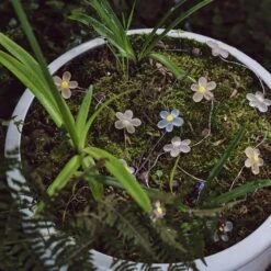 Guirlande Lumineuse Micro LED à 20 Fleurs 18 Guirlande Lumineuse Micro LED à 20 Fleurs -Éclairage Domestique C20 FLOWER2 guirlande lumineuse micro led a 20 fleurs 4