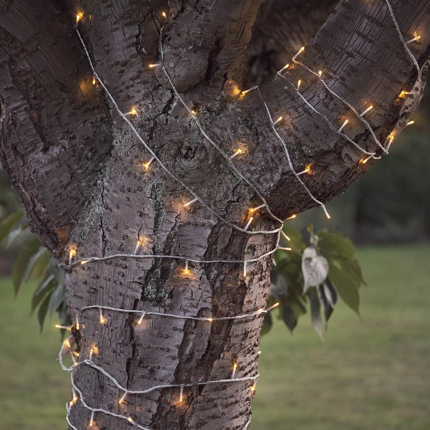 Guirlande Lumineuse Essential Connect 10m 100 LED Blanc Chaud Câble Transparent Raccordable 3 Guirlande Lumineuse Essential Connect 10m 100 LED Blanc Chaud Câble Transparent Raccordable – Image 3