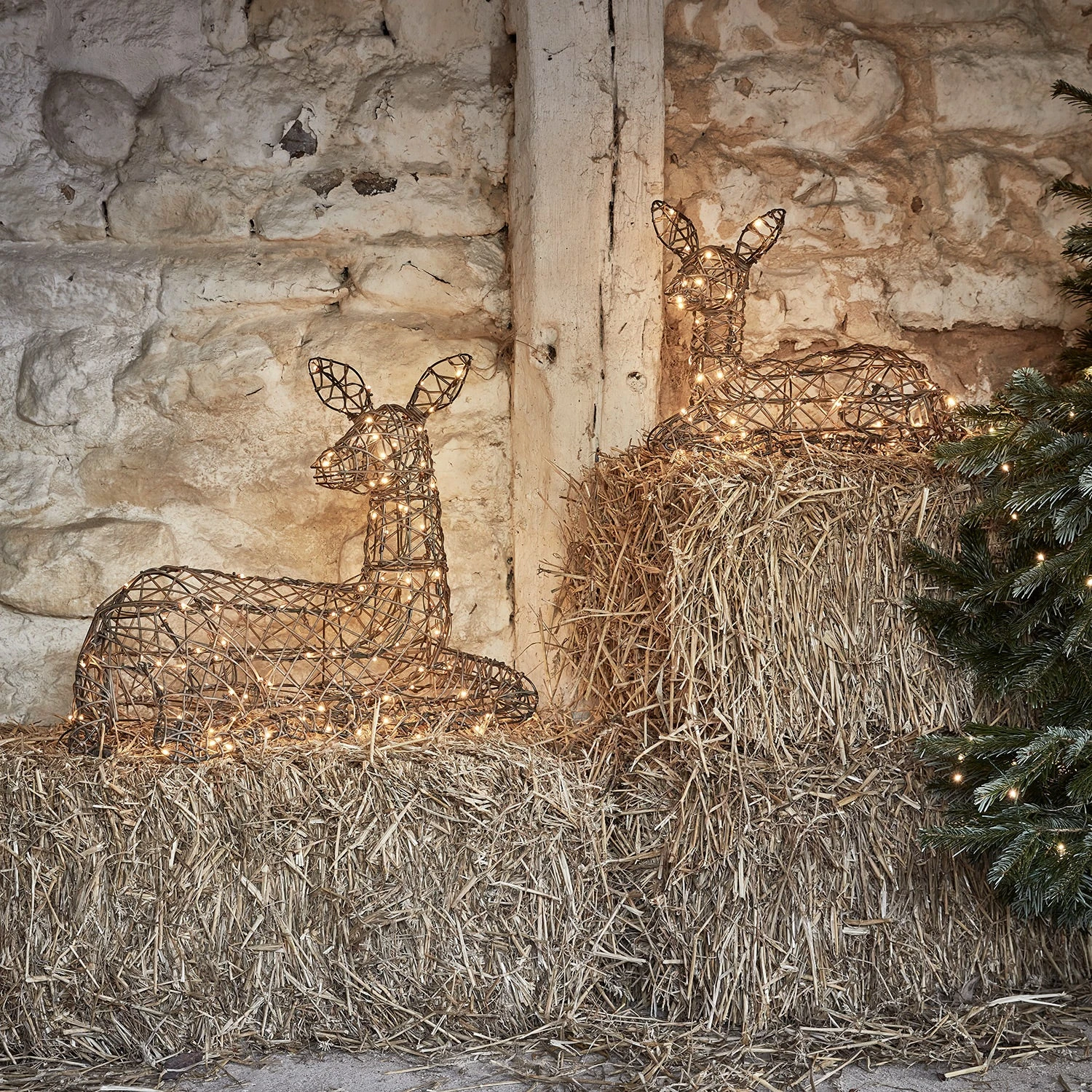 Duo De Rennes Lumineux En Rotin Studley Biche Et Faon Couchés 3 Duo De Rennes Lumineux En Rotin Studley Biche Et Faon Couchés – Image 3
