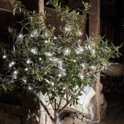 Guirlande Lumineuse à Piles 100 LED Blanches Sur Câble Transparent -Éclairage Domestique LL100WC 100 White Outdoor Battery Lights olive tree barn close P2