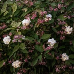 Lot D'éclairage Pour Terrasses Et Patios Extérieurs 16 Lot D'éclairage Pour Terrasses Et Patios Extérieurs -Éclairage Domestique SL24038 guirlande lumineuse solaire a fleurs blanches rechargeable par usb 3 c69b7e2a 8cc6 476e a13f a19bd75c863d