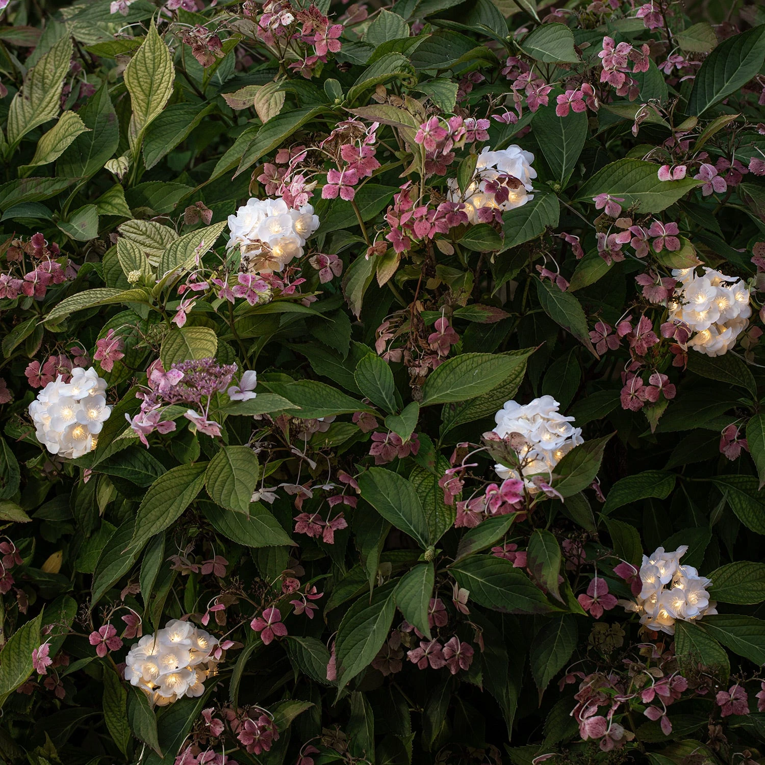 Lot D'éclairage Pour Terrasses Et Patios Extérieurs 8 Lot D'éclairage Pour Terrasses Et Patios Extérieurs – Image 8