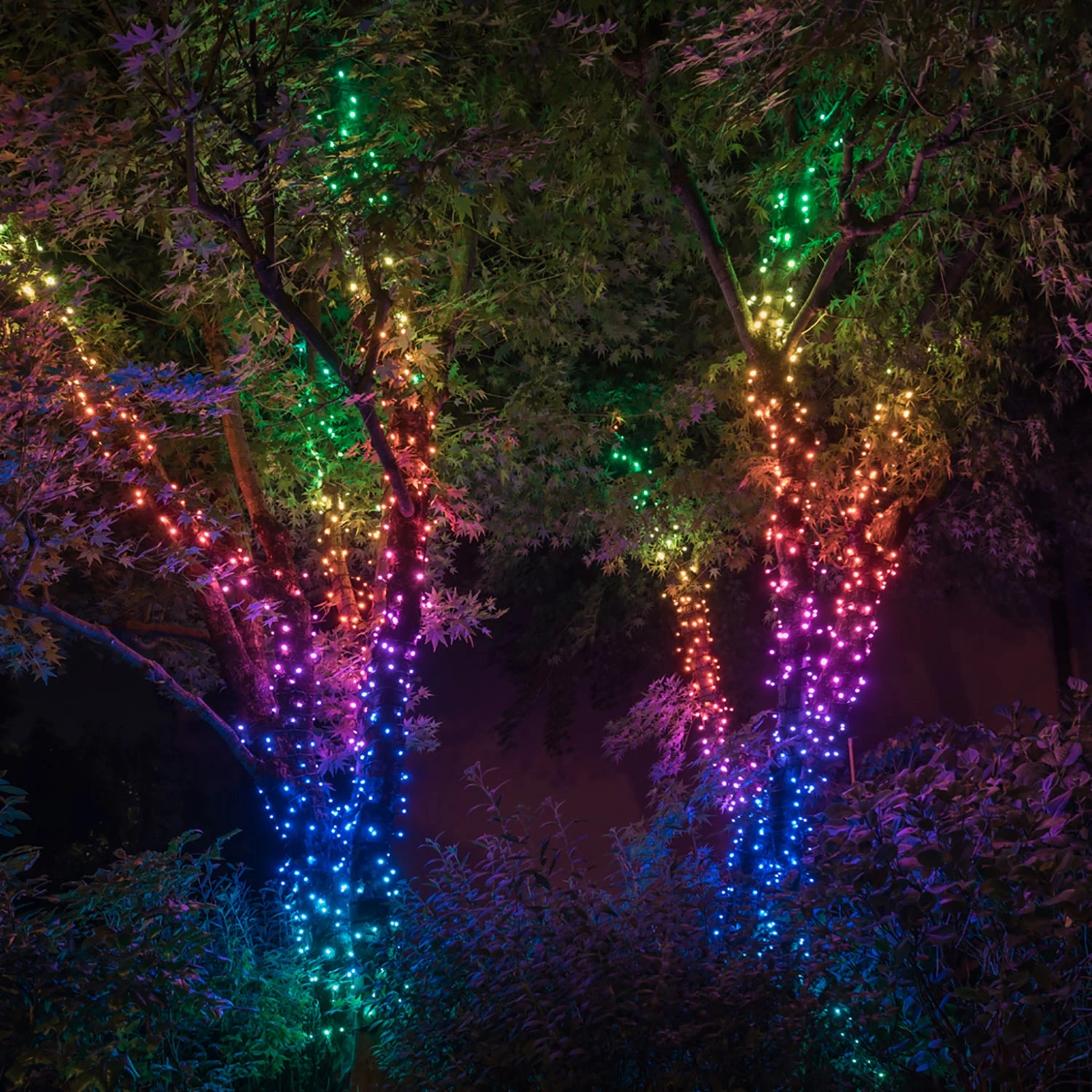 Guirlande Lumineuse Connectée Twinkly De 20m Avec 250 LED Multicolores 1 Guirlande Lumineuse Connectée Twinkly De 20m Avec 250 LED Multicolores